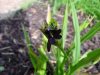 Roscoea scillifolia...